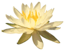 Lotus Dot Image