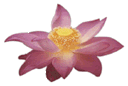 Lotus Dot Image